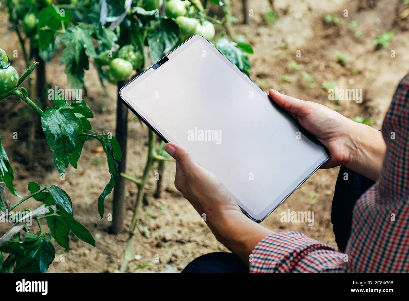 Farmer inspecting tomatoes and using tablet computer for analysis. Agriculture innovative technology concept Stock Photo