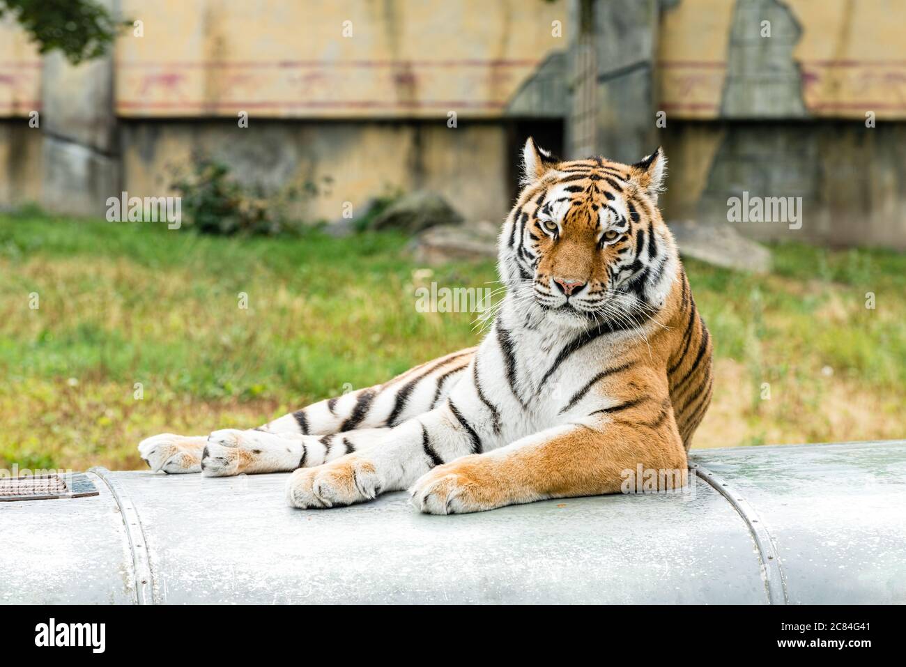 The Siberian tiger is a Panthera tigris tigris population in the Russian  Far East and Northeast China, and possibly North Korea Stock Photo - Alamy