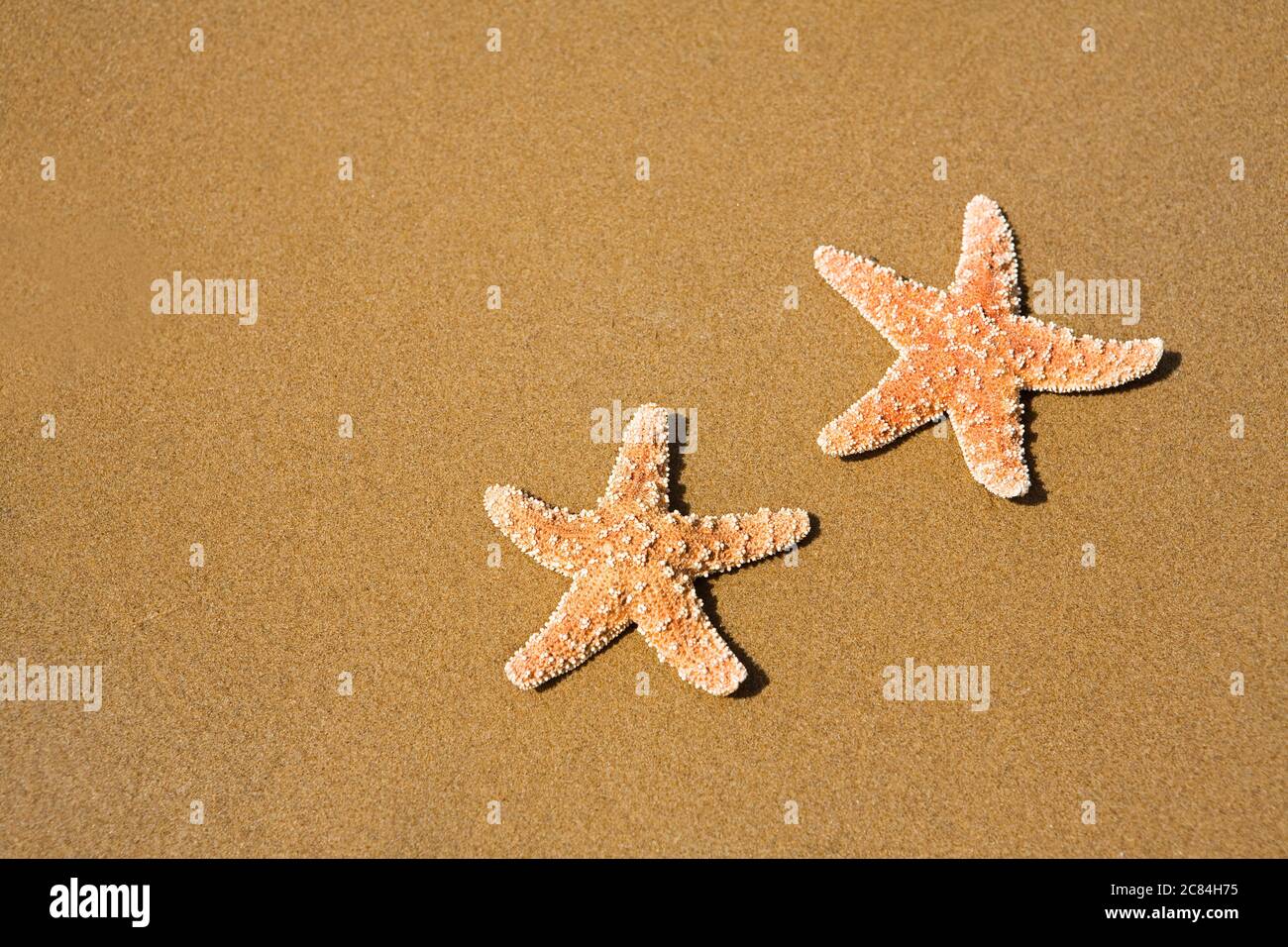 Two starfishes on the beach Stock Photo