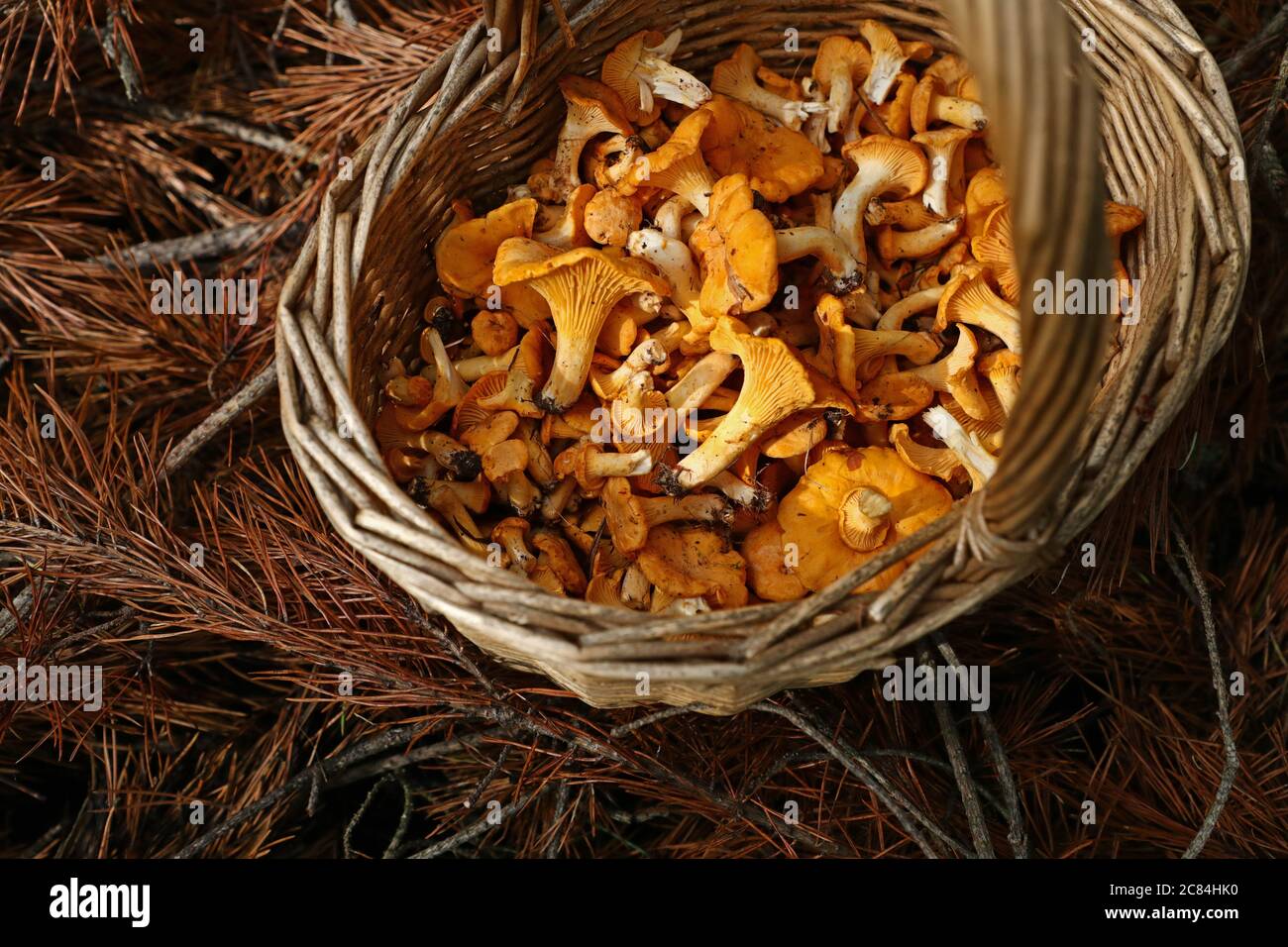 Mushroom picking is the perfect leisure in these corona times. In addition, many mushroom experts predict that it will be a good mushroom year this year. Here a filled mushroom basket with chanterelles (Cantharellus cibarius). Photo Jeppe Gustafsson Stock Photo