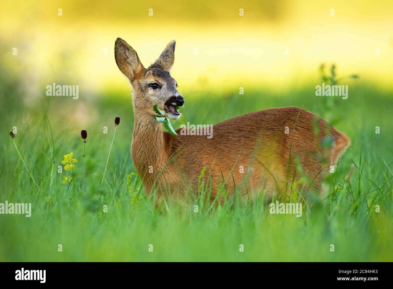 Roe deer doe chewing hi-res stock photography and images - Alamy
