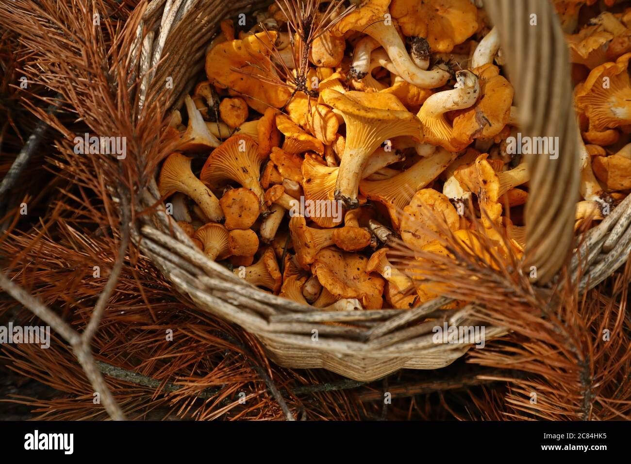 Mushroom picking is the perfect leisure in these corona times. In addition, many mushroom experts predict that it will be a good mushroom year this year. Here a filled mushroom basket with chanterelles (Cantharellus cibarius). Photo Jeppe Gustafsson Stock Photo