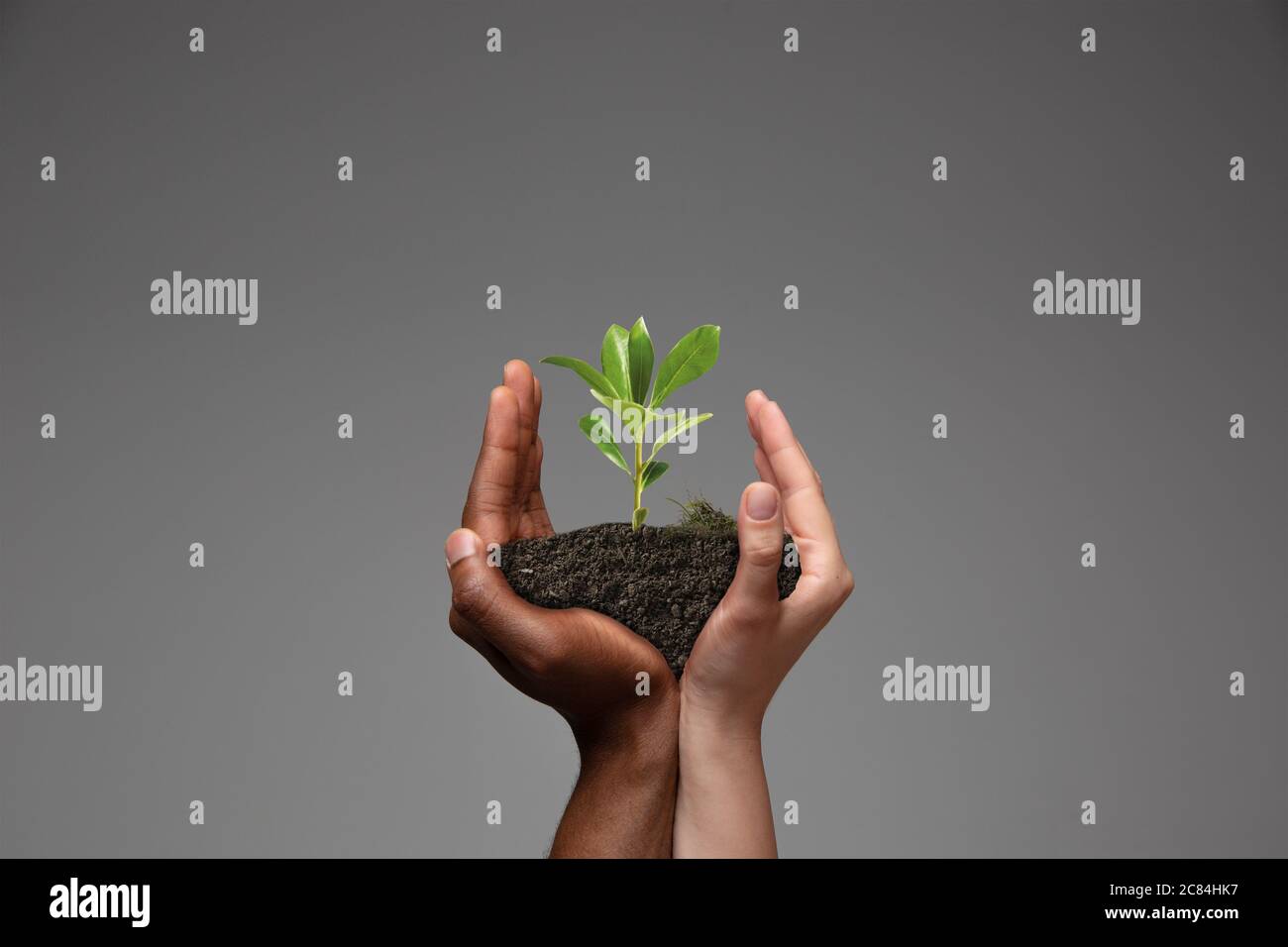 Human hands holding a fresh green plant, symbol of growing business ...