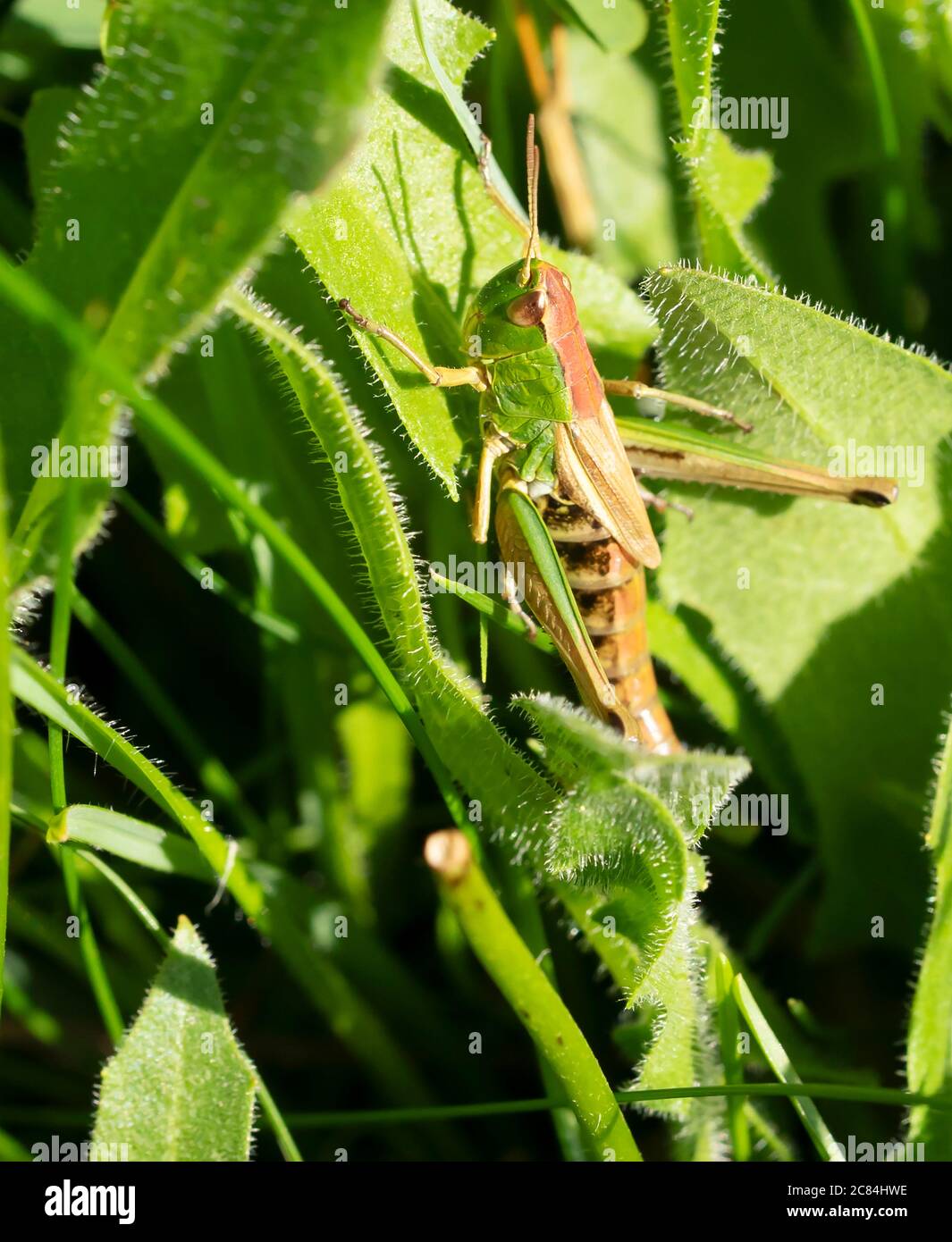 A Meadow grasshopper (Chorthippus parallelus), Warwickshire Stock Photo