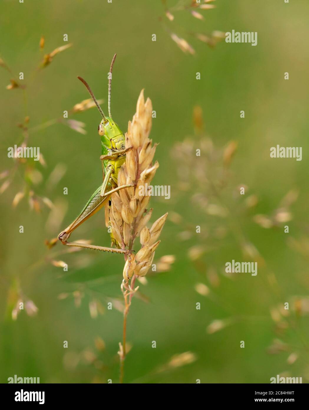 A Meadow grasshopper (Chorthippus parallelus), Warwickshire Stock Photo