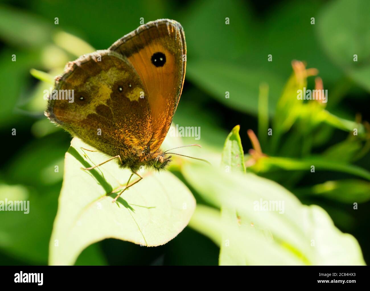 A Gatekeeper butterfly (Pyronia tithonus), Warwickshire Stock Photo