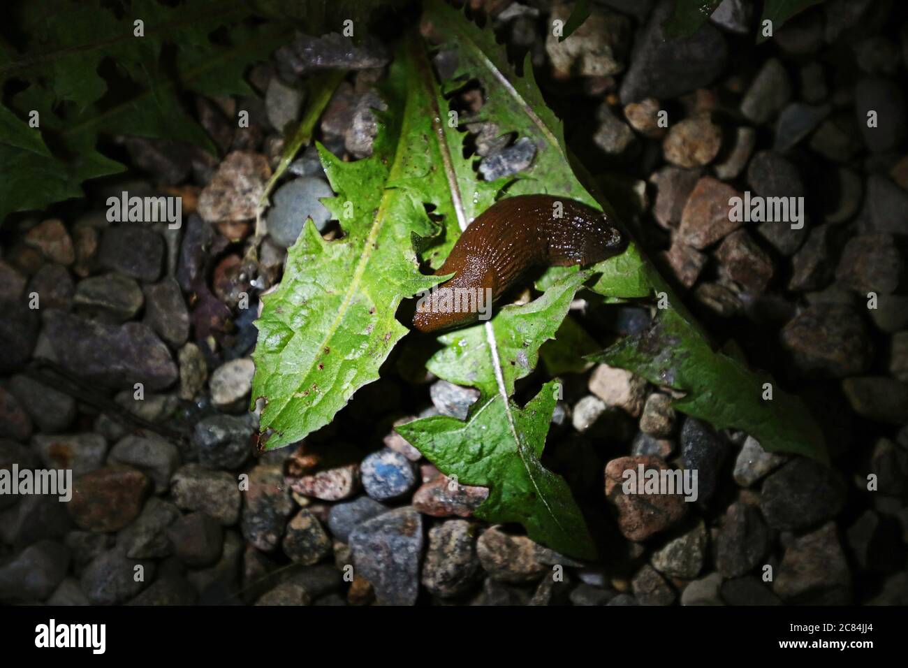 Motala, Swerige 20200719 A villa owner who is hunting, one late night, for the Spanish slug / killer slug (Arion vulgaris) in her garden. Photo Jeppe Gustafsson Stock Photo