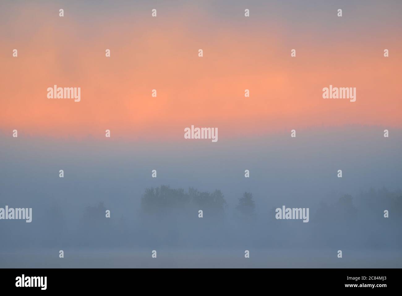 Trees by a lake in thick fog in Western Finland at the break of dawn in July 2019. Stock Photo