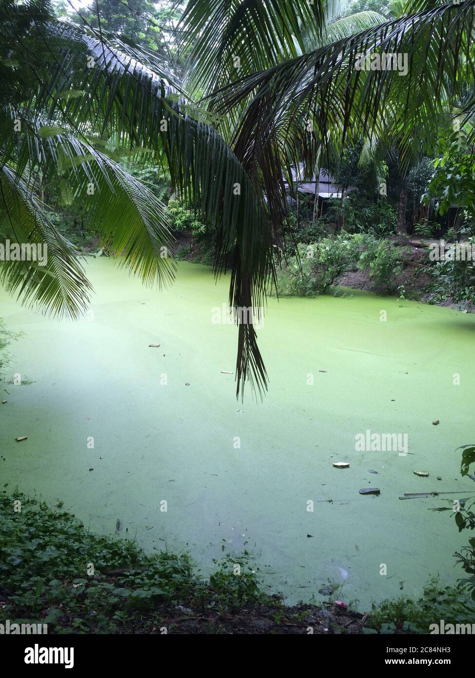 Trees, plants and other shrubs border a still duckweed covered pond in a village in Barisal, Bangladesh. Stock Photo
