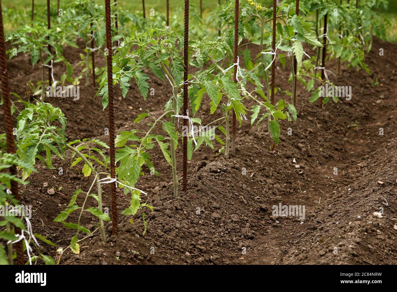 Young organic tomato seedlings grow in the ground. Tomato plants in the