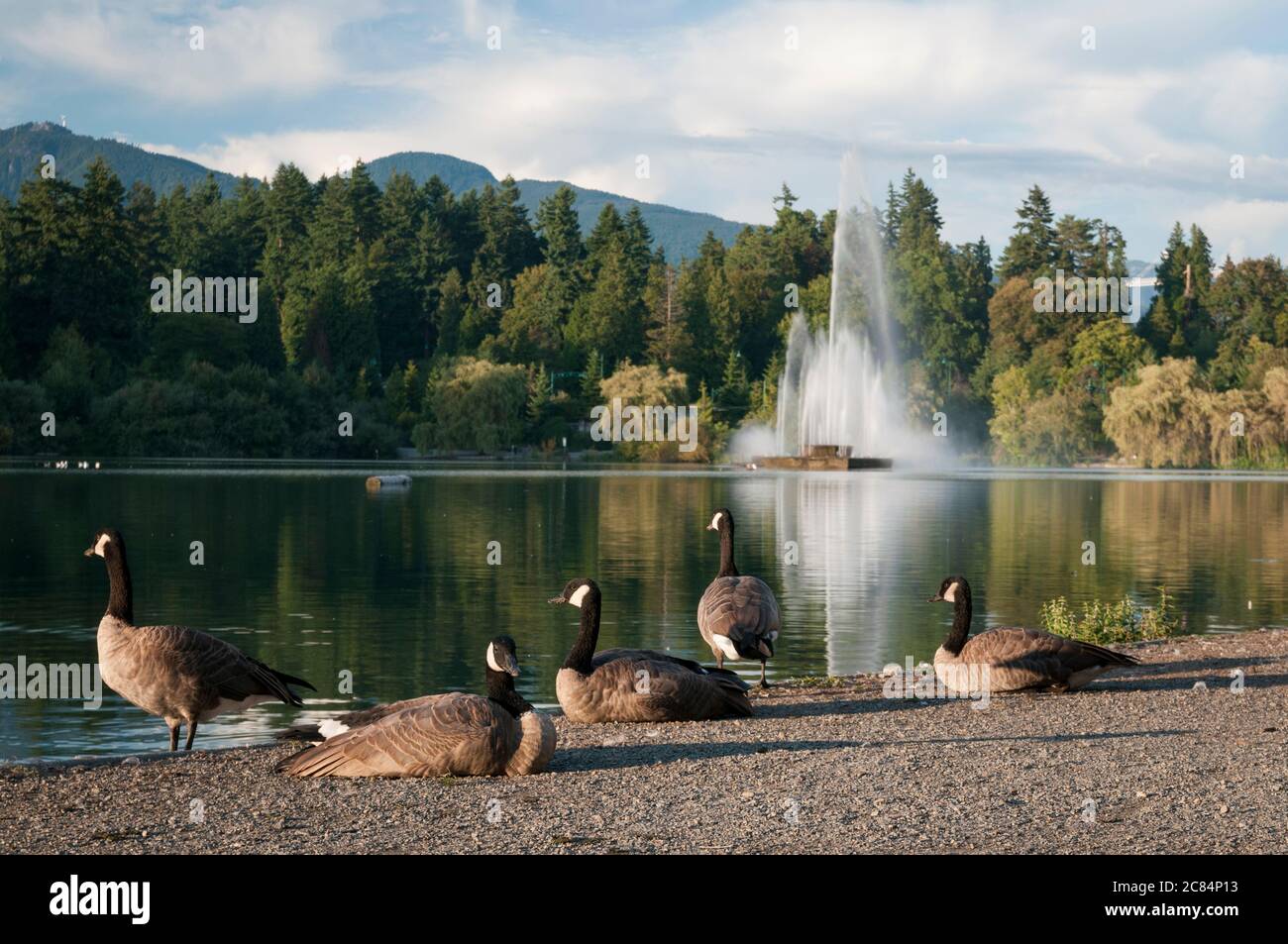 Canada geese by the Lost Lagoon and Jubilee Fountain in Stanley Park, Vancouver, British Columbia, Canada. Stock Photo