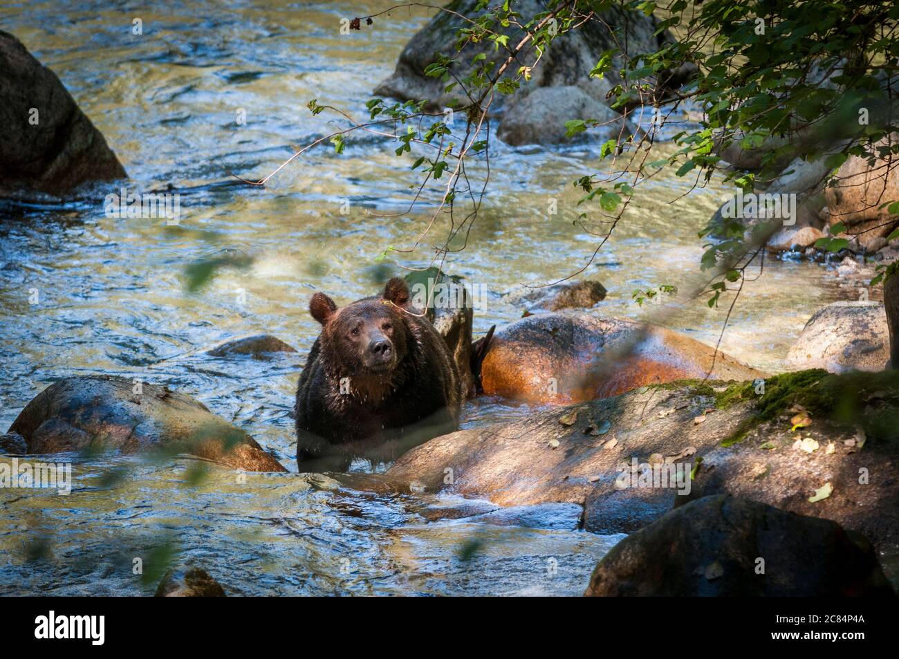 Male grizzly bear, near the Orford River, British Columbia, Canada. Stock Photo