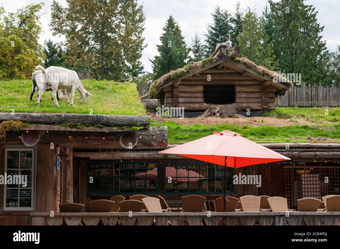 Goats on a Roof at Coombs Old Country Market, Vancouver Island, British Columbia, Canada. Stock Photo
