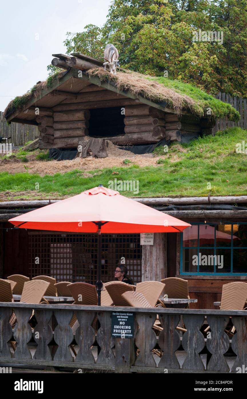 Goats on a Roof at Coombs Old Country Market, Vancouver Island, British Columbia, Canada. Stock Photo