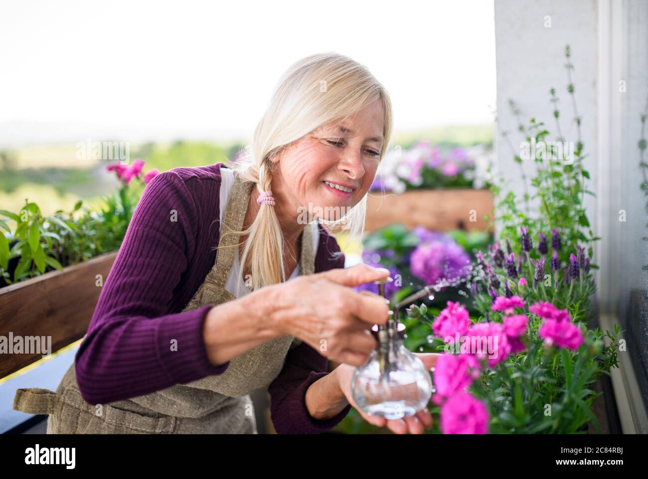 Senior woman gardening on balcony in summer, spraying plants Stock ...