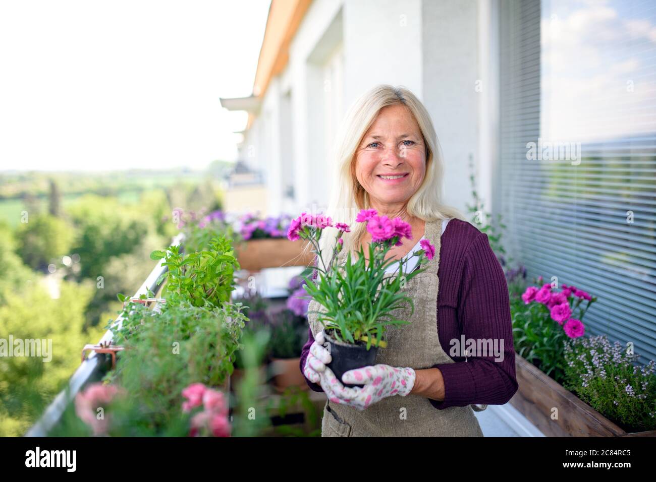 Senior woman gardening on balcony in summer, holding potted plant Stock ...