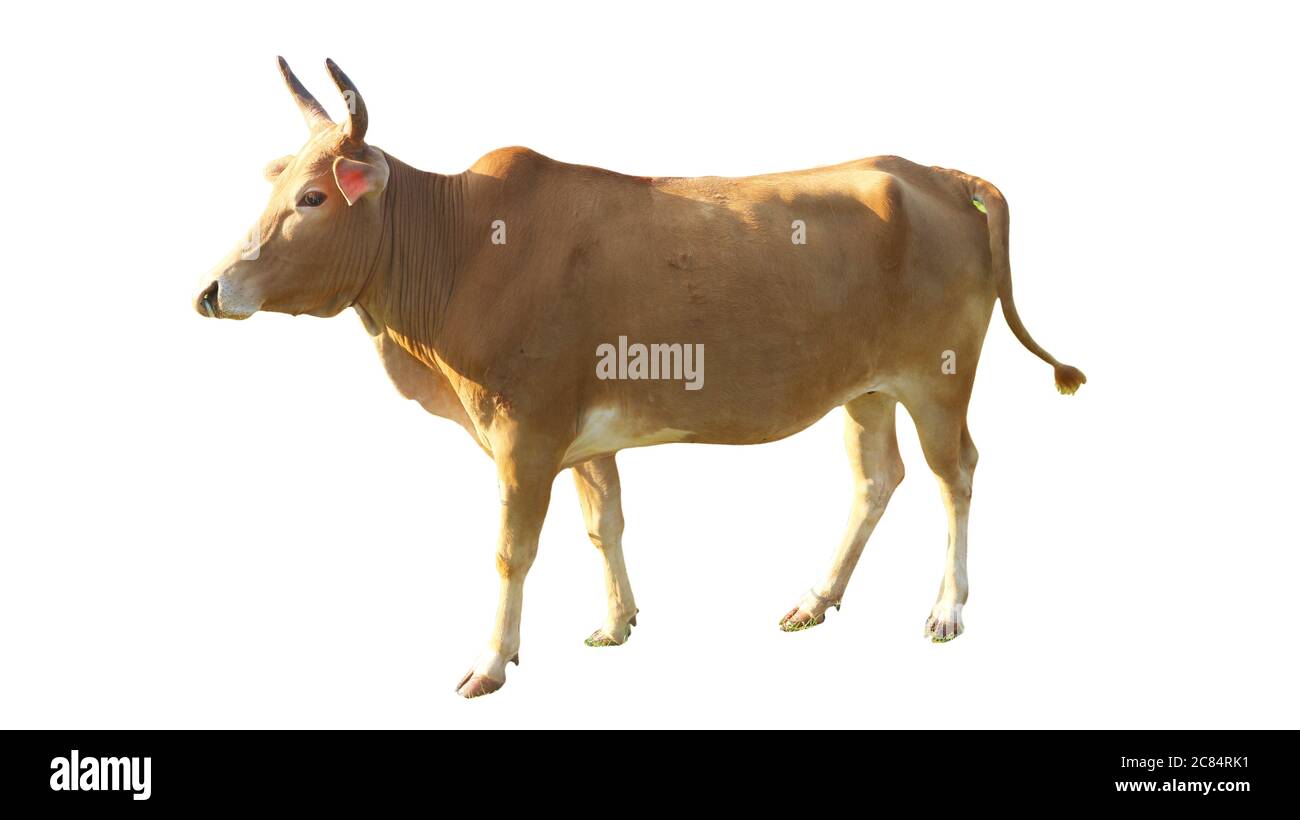 Kineoxencattle Hi res Stock Photography And Images Alamy