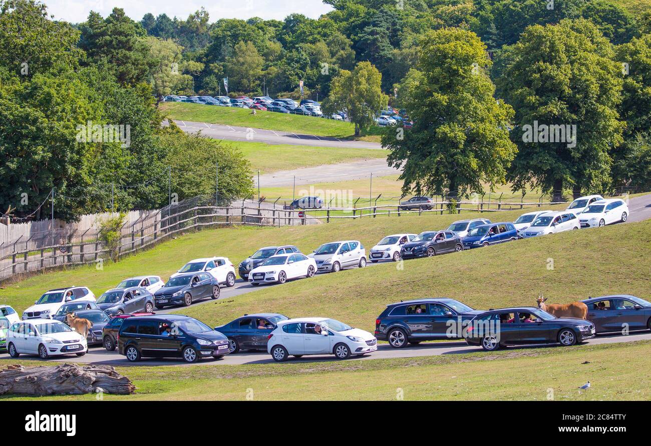 Bewdley, UK. 21st July, 2020. At the start of the official school holidays, the UK shows massive support for a visitor attraction hard-hit during the coronavirus lockdown. Visitors now flock in their droves to the West Midland Safari Park. Queues may be long, but Brits are used to queuing and nothing will stop them from showing their support for all things wild and from enjoying their UK staycation activities. Credit: Lee Hudson/Alamy Live News Stock Photo
