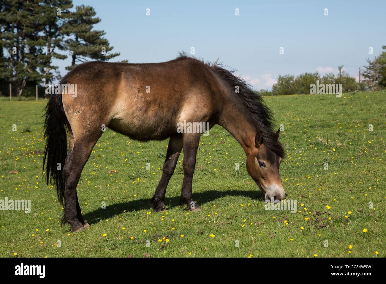 Exmoor pony grazing on green pasture outside Dunster, Somerset UK Stock Photo