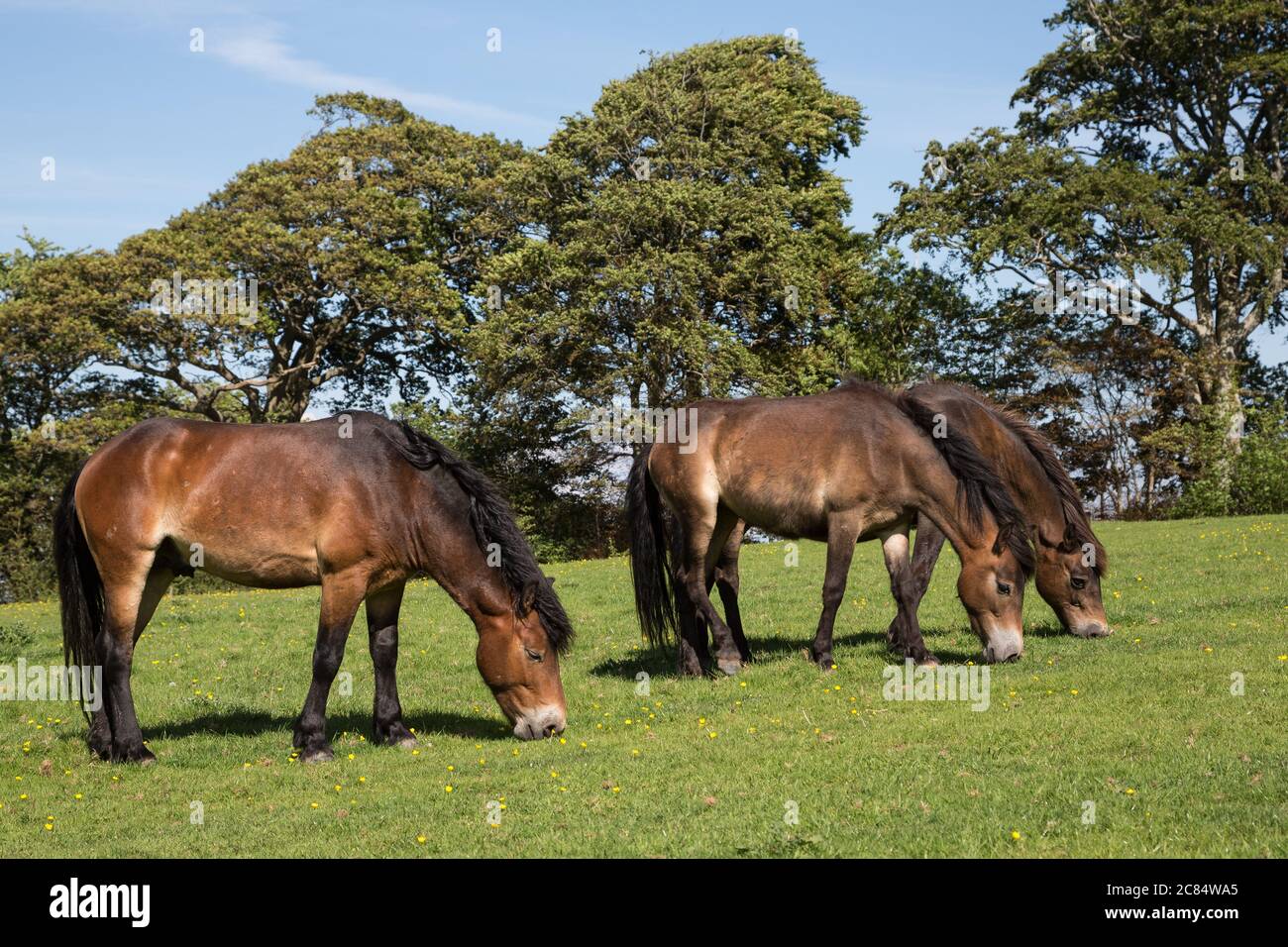 Exmoor ponies grazing on green pasture outside Dunster, Somerset UK Stock Photo