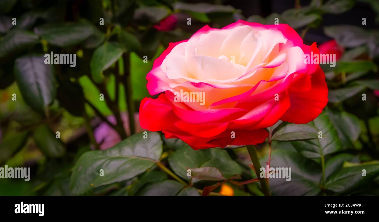 Close-up of a pink-white rose with leaves background Stock Photo
