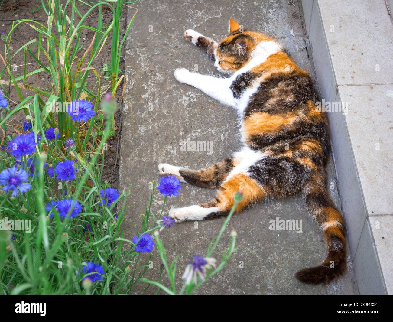 Tricolor calico female cat sleeping outdoors near the country house with blurry violet cornflowers blooming on the foreground. Stock Photo