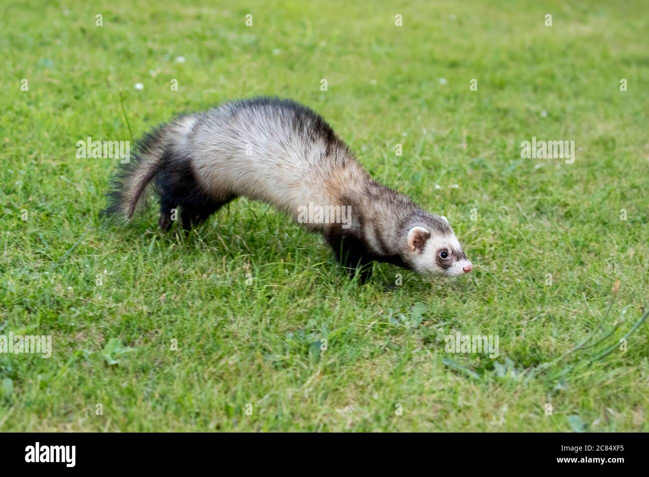 Ferreting for rabbits hires stock photography and images Alamy