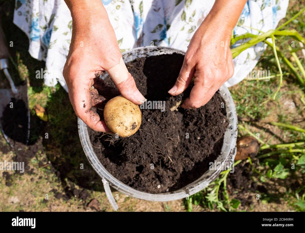 Female gardener harvests home grown potatoes UK Stock Photo