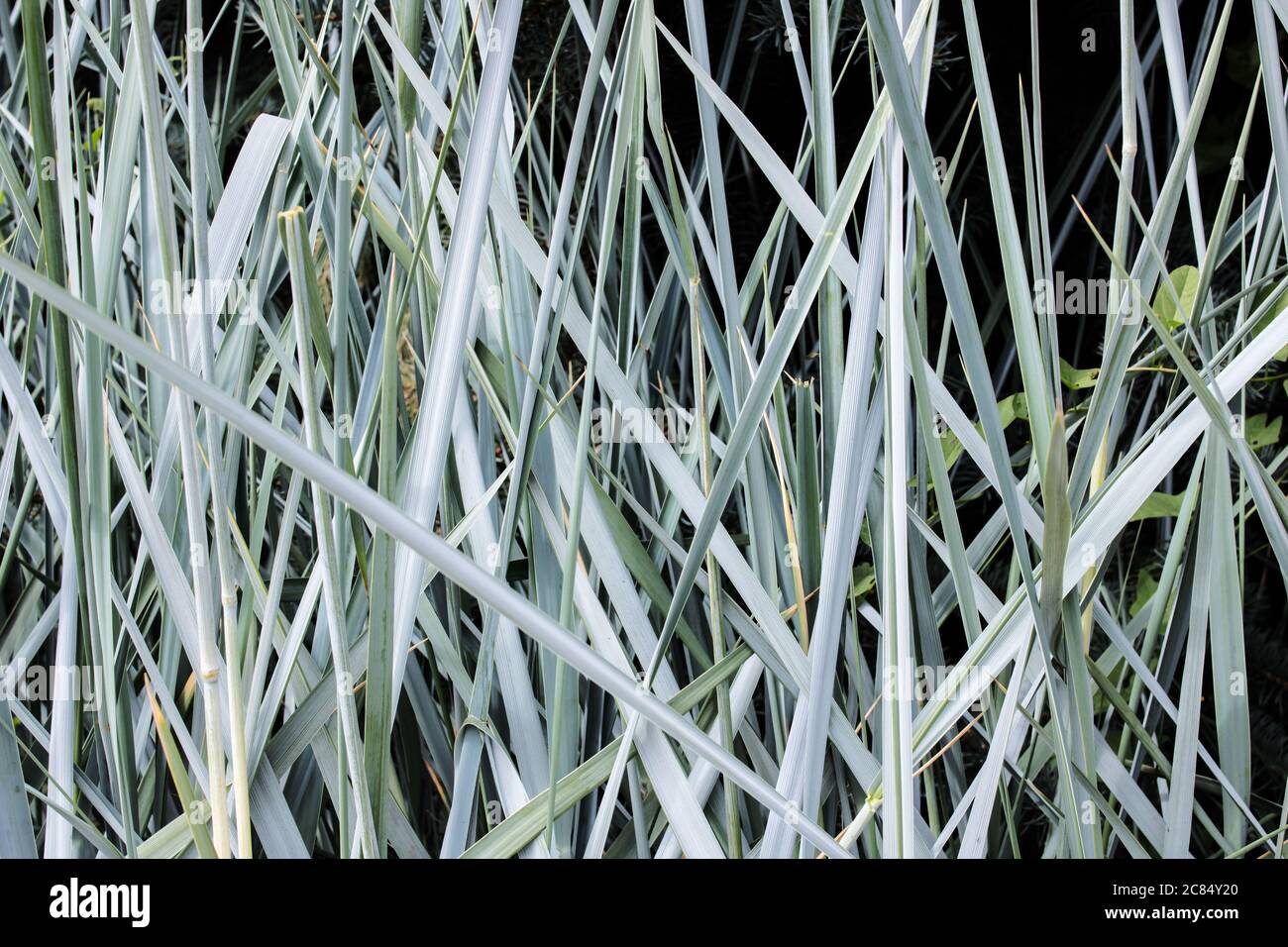 Thin Blades Of Grass High Resolution Stock Photography and Images Alamy