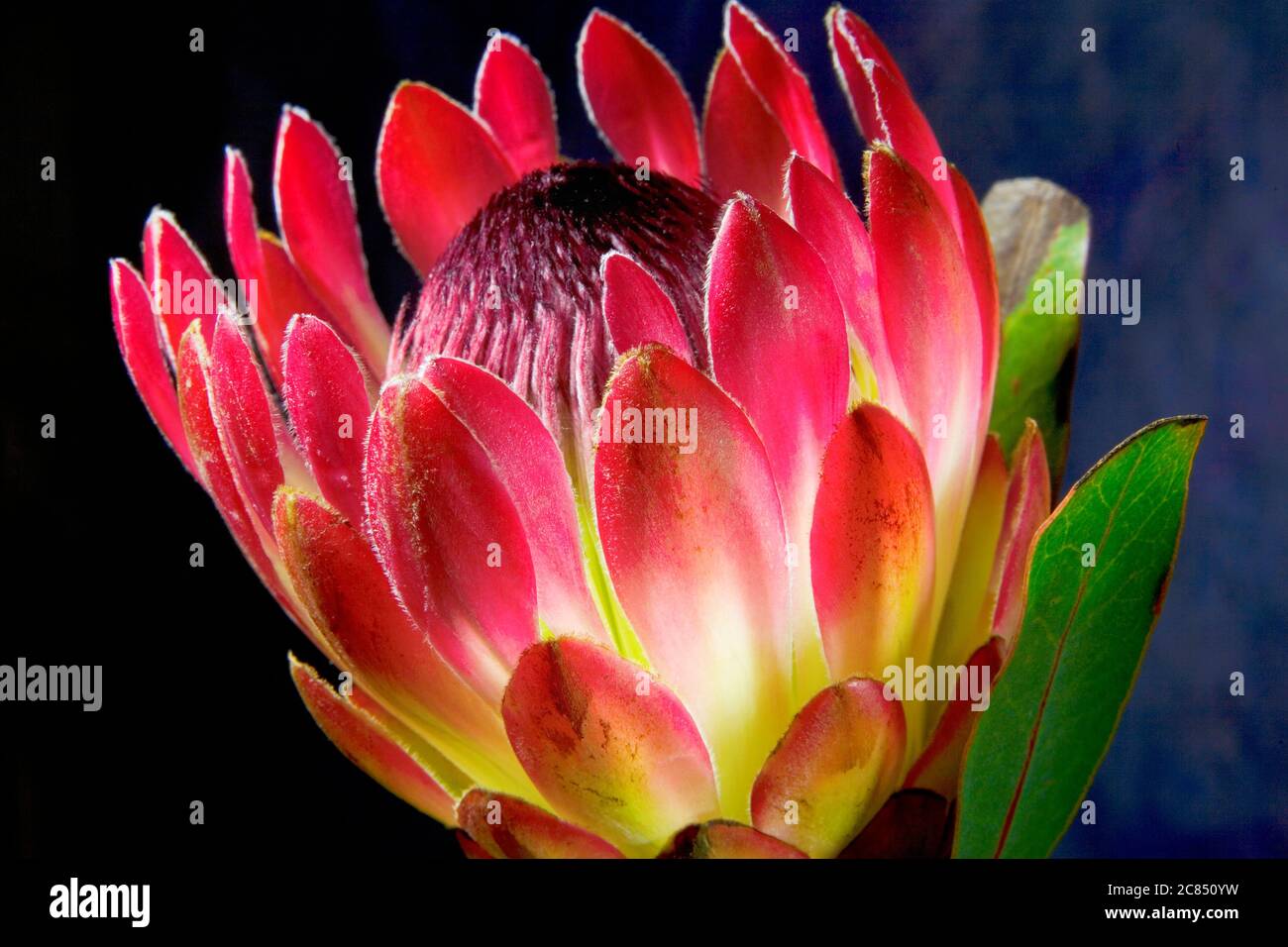 pink protea flower, isolated on grunge dark background, close up Stock Photo