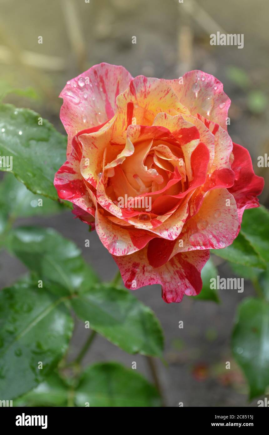 Claude Monet roses grows in the garden Stock Photo