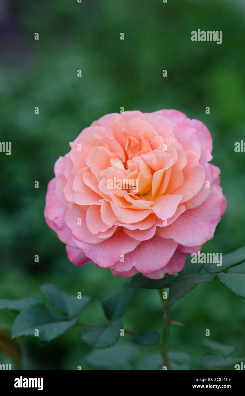 Rose Jubilee Celebration. Jubilee celebration roses in the garden Stock