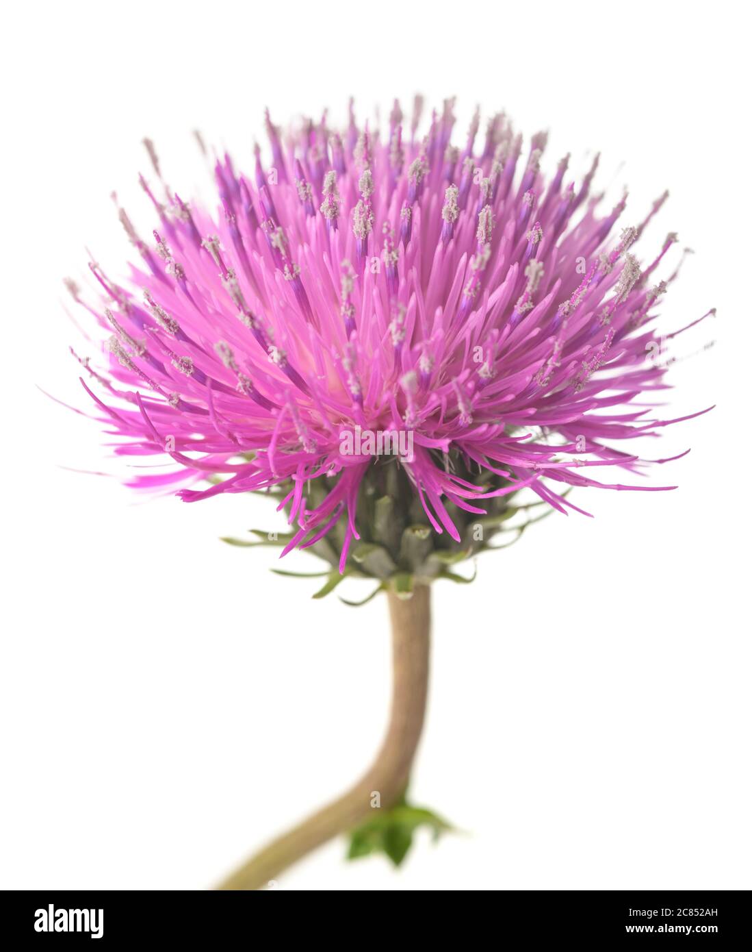 Thistle flower isolated on white background Stock Photo