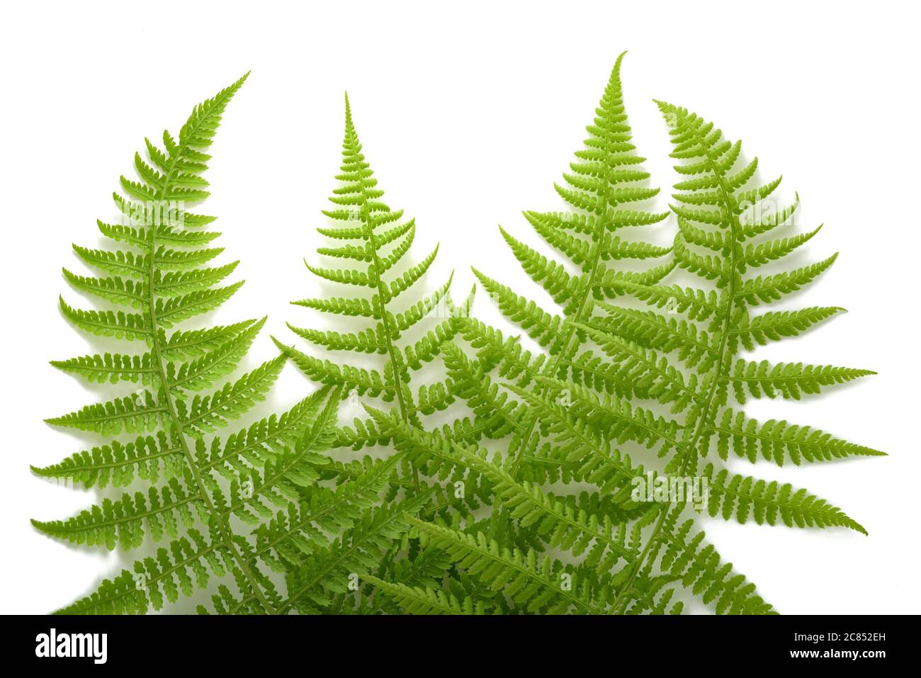 Fresh ferns isolated on white background Stock Photo