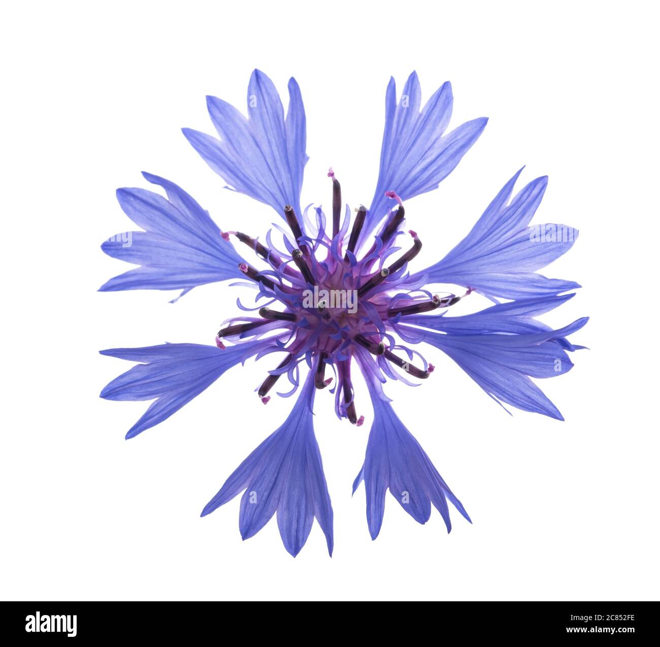 Blue cornflower (Cyanus segetum) isolated on white background Stock Photo