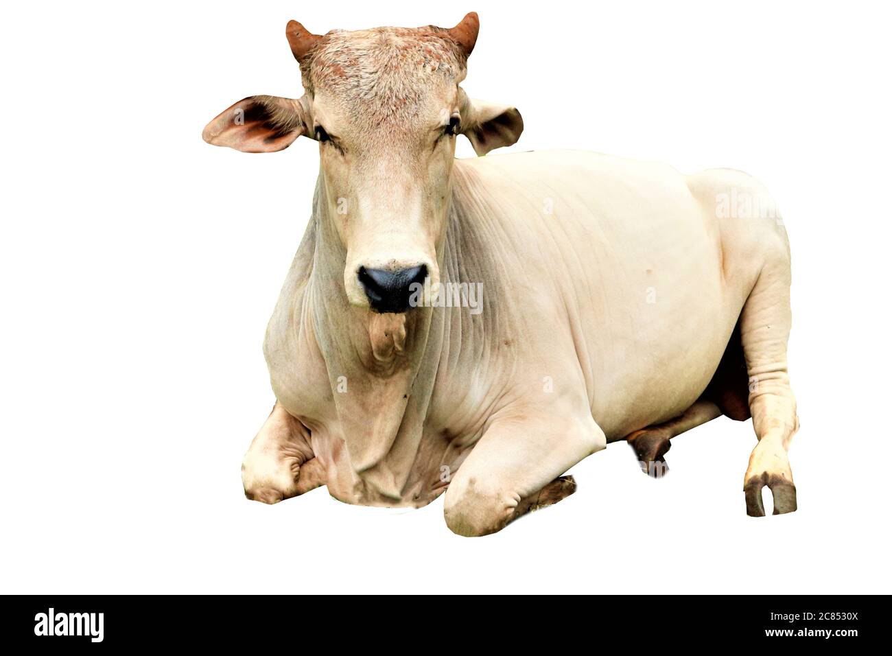 Cows Standing on a white background Stock Photo