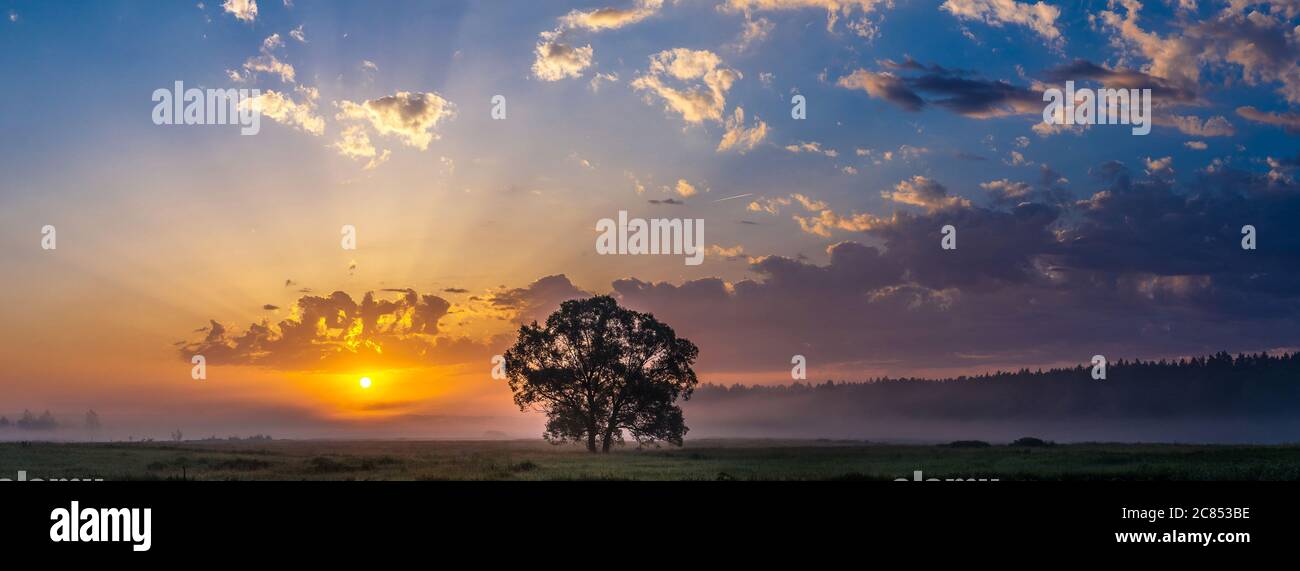 Beautiful sunrise over green field and single tree in a summer morning ...