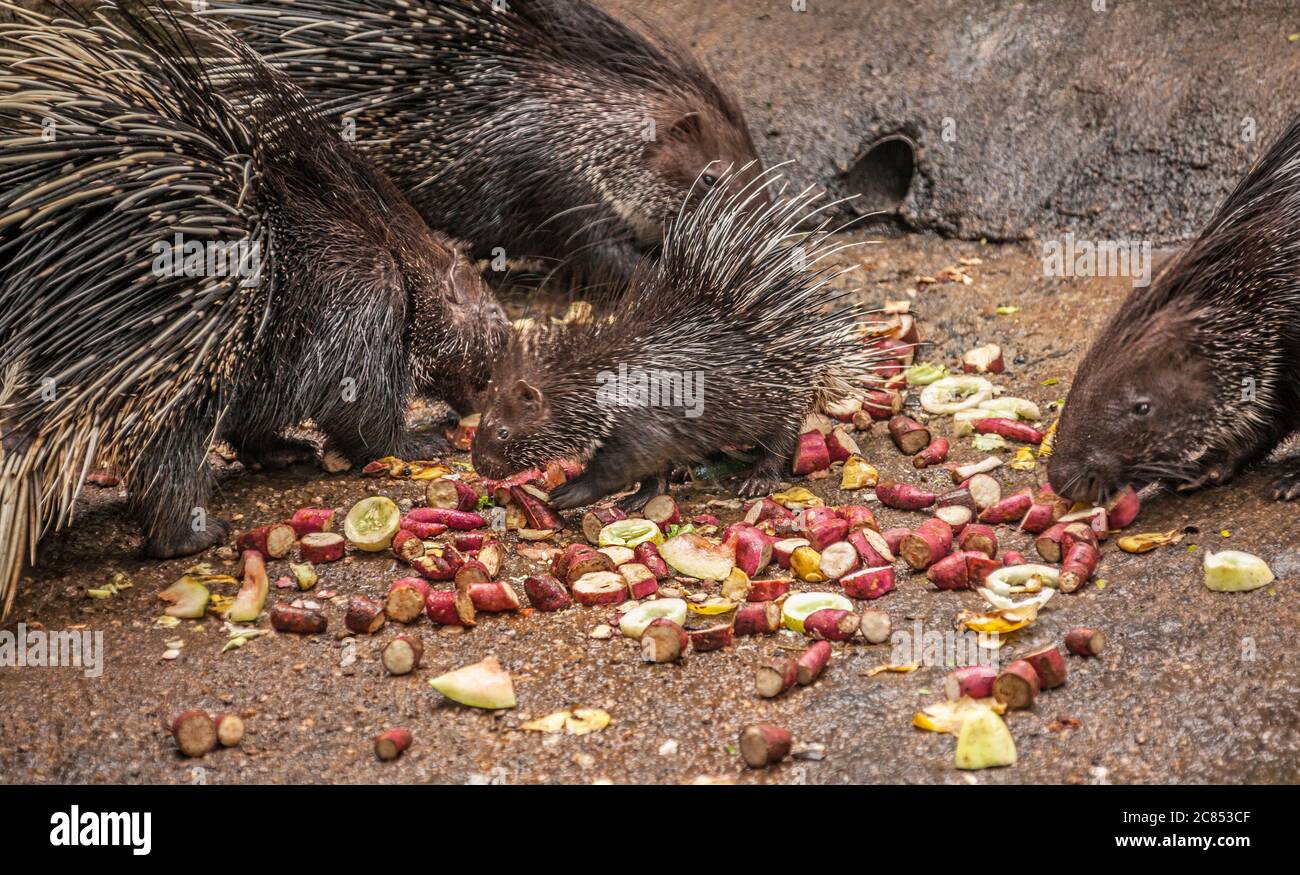 Porcupine group has delicious lunch near a roadside cafe in Sri Lanka Stock Photo
