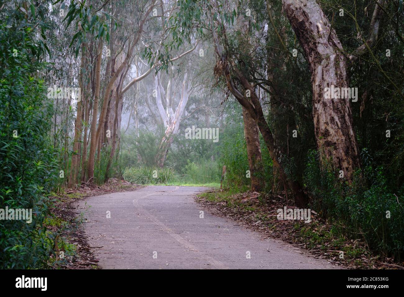 Follow the path to the big grey gum tree Stock Photo