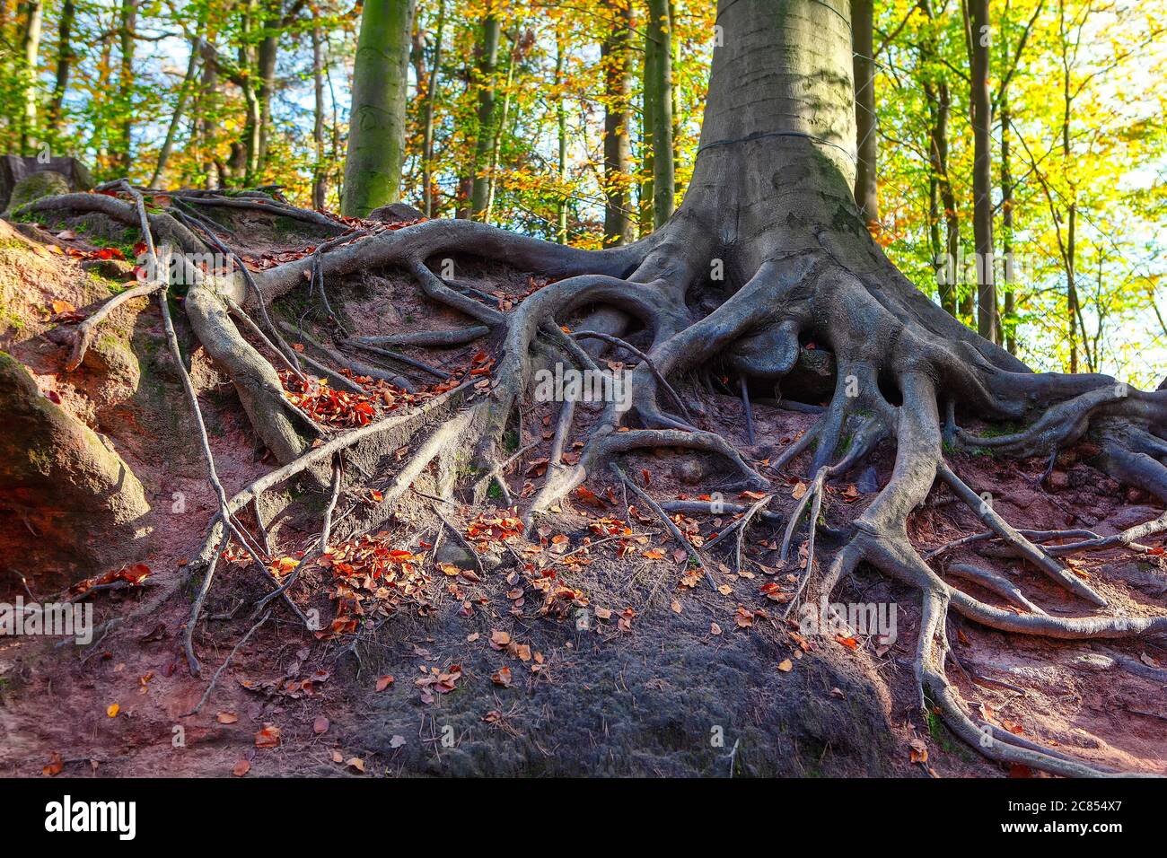 Roots growing upward on the exterior . Tree with external roots Stock