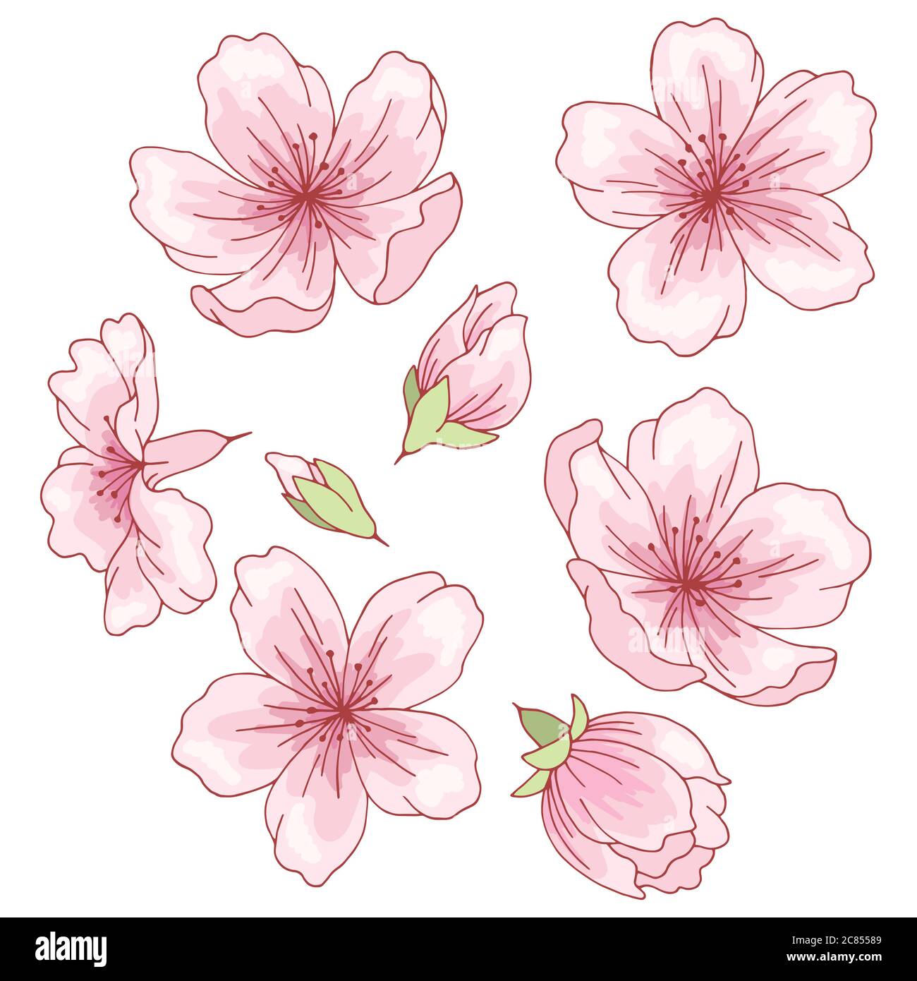Sakura graphic flower color isolated sketch set illustration vector