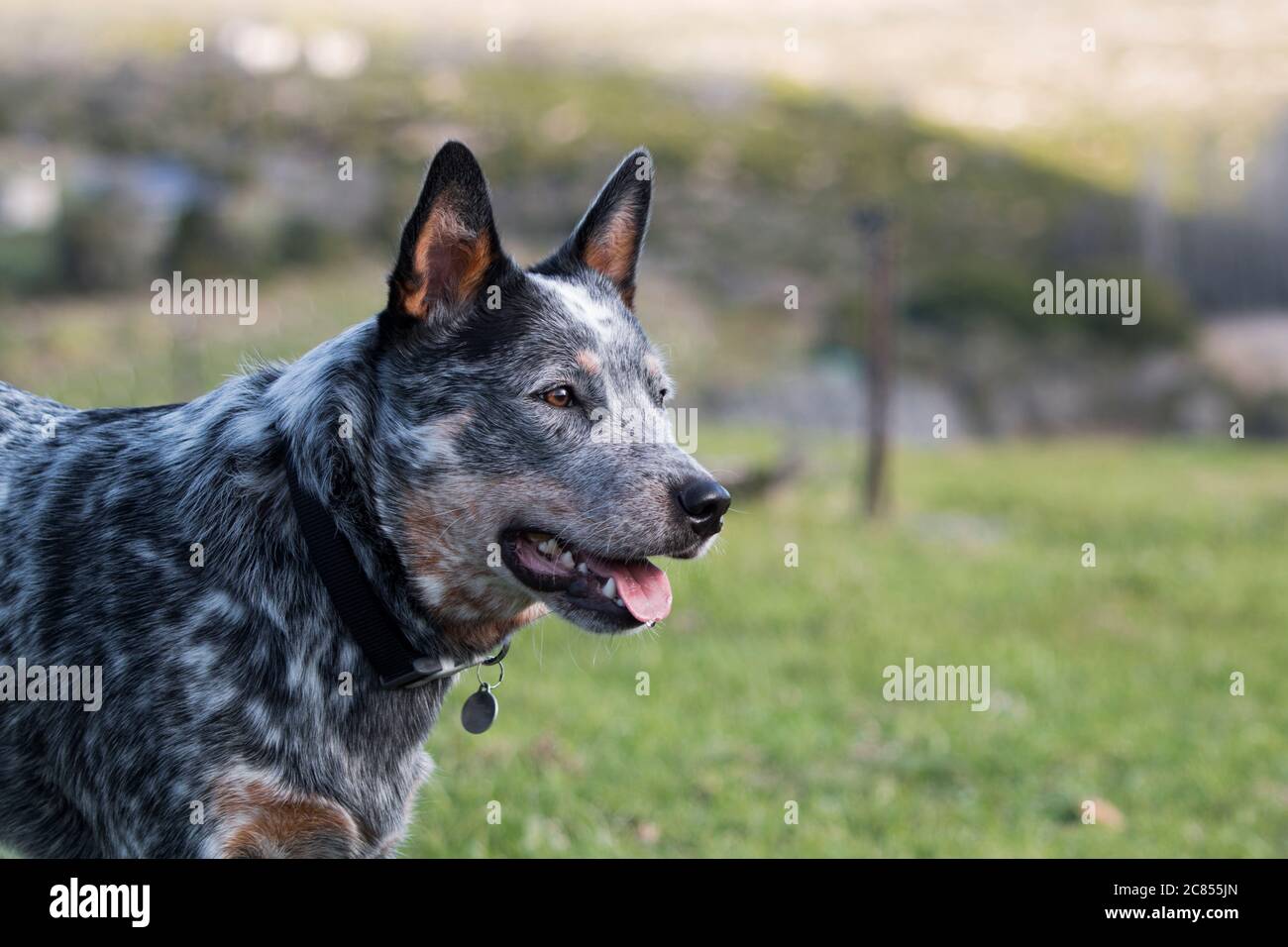 How Do You Stop A Cattle Dog From Nipping