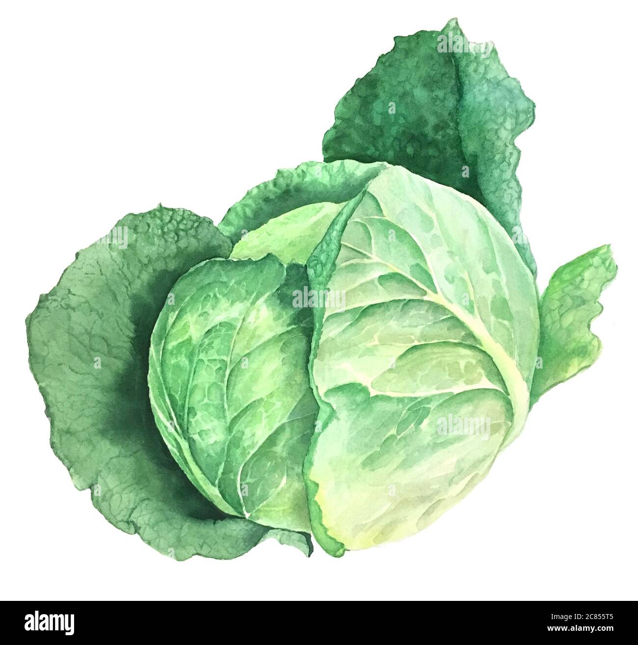 Green cabbage vintage watercolor botanical illustration Stock Photo Alamy