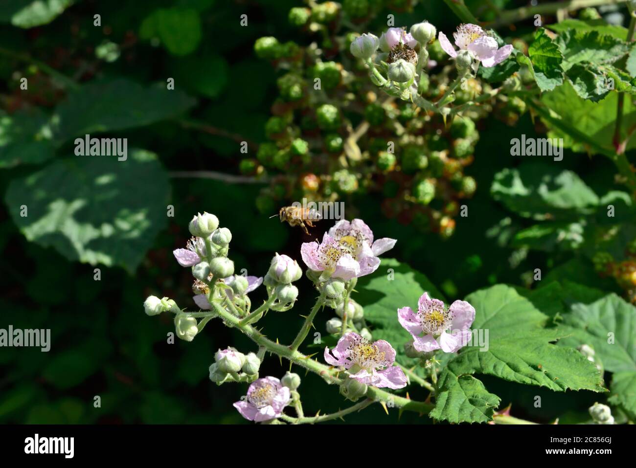 Wild bramble bush (Rubus fruticosus) flowers in bloom with honey bee in flight Stock Photo