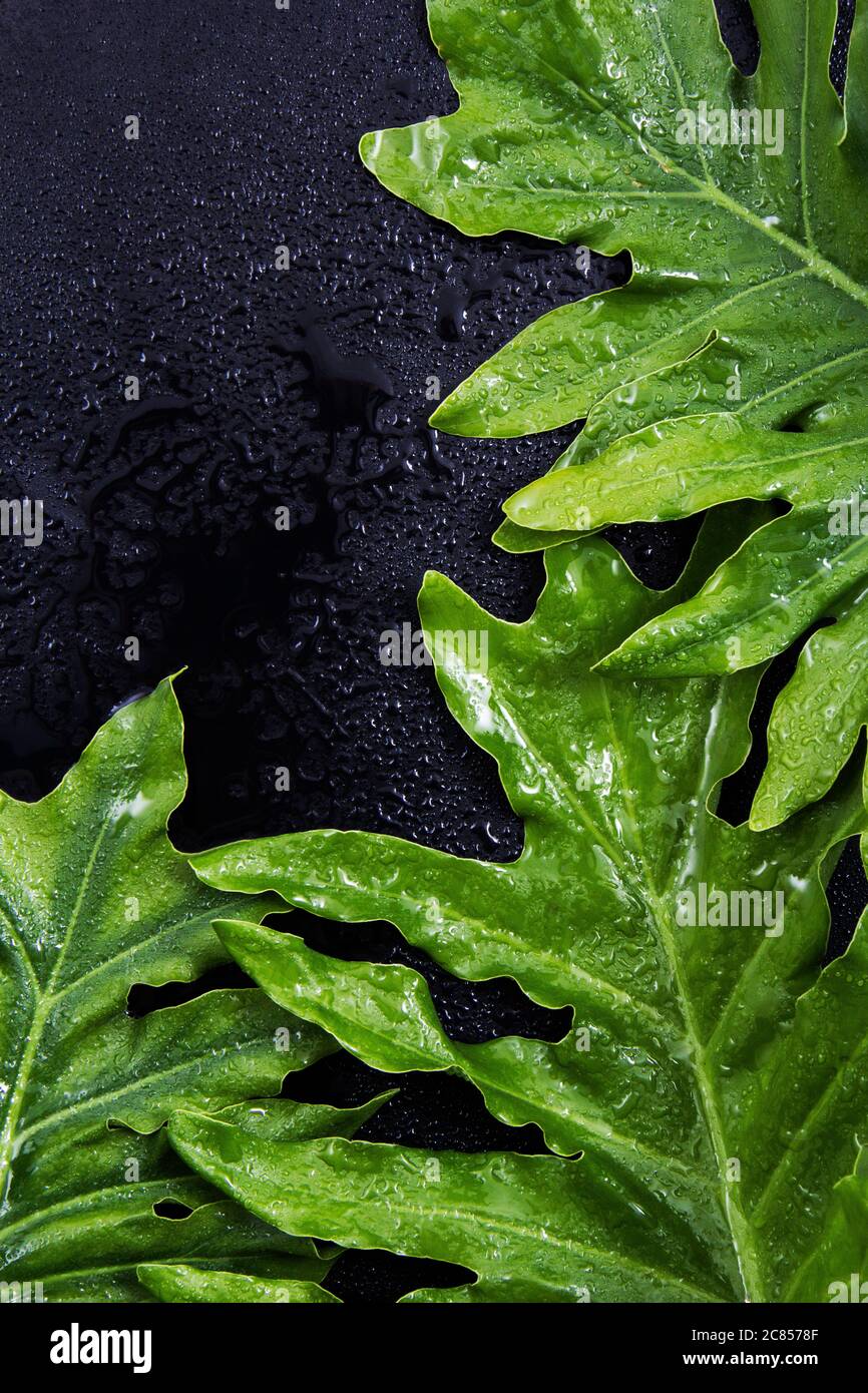 Drops of water on the broad green leaves of fresh plants with a black ...