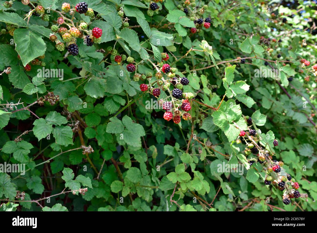 Wild bramble bush with unripe and ripe blackberries growing Stock Photo