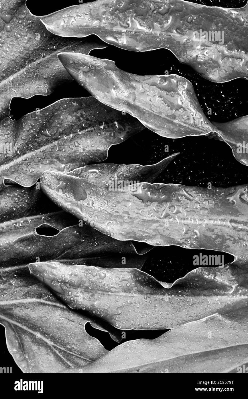 Black and white photos of plant leaves Stock Photo - Alamy