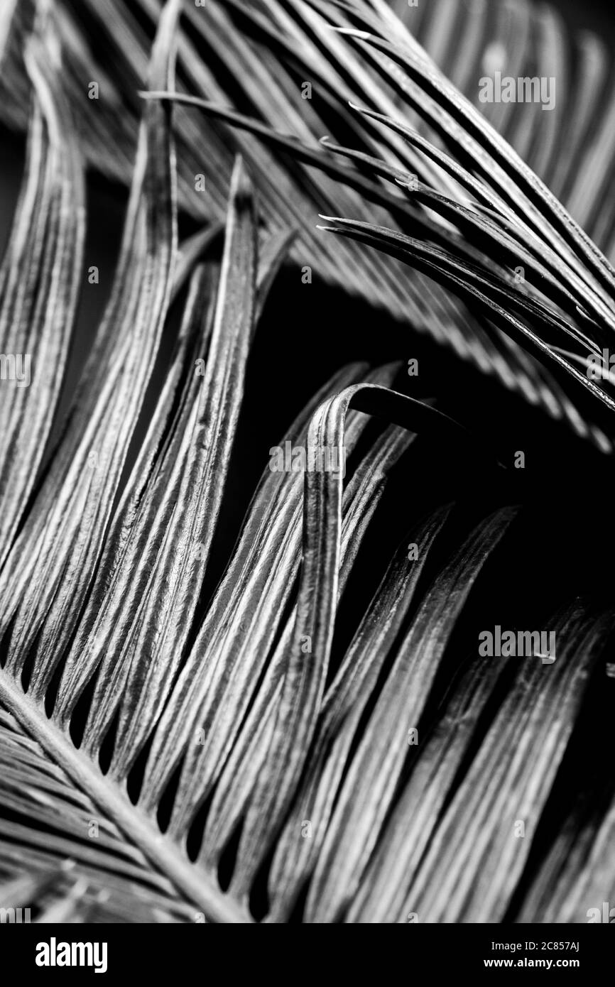 Vibrant photos Black and White Stock Photos & Images - Alamy