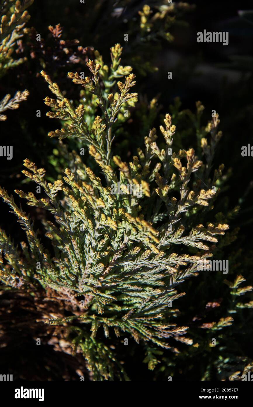 Broad green coniferous leaves with a black background Stock Photo