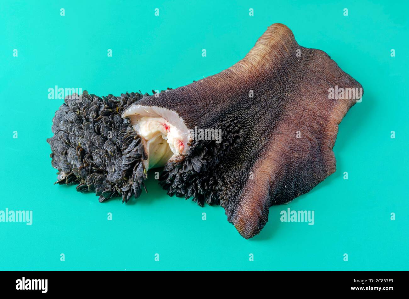 Piece of raw cow stomach on turquoise. Single piece Black unrefined tripe with grass residues. Beef offal. Close-up. Stock Photo